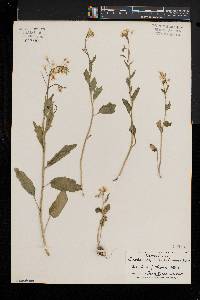 Cardamine bulbosa image