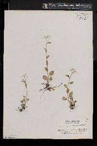 Cardamine bulbosa image