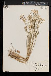 Cardamine bulbosa image