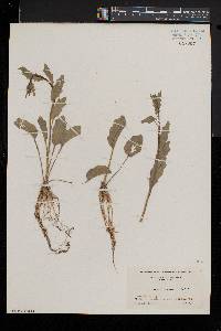 Cardamine bulbosa image