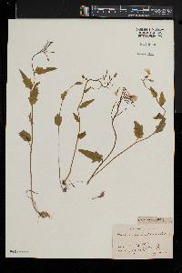 Cardamine bulbosa image