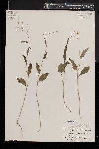 Cardamine bulbosa image