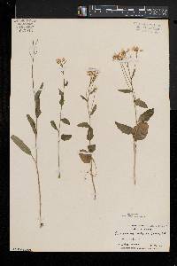 Cardamine bulbosa image