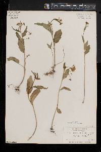 Cardamine bulbosa image