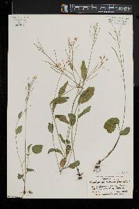 Cardamine bulbosa image