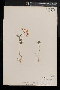 Cardamine bulbosa image