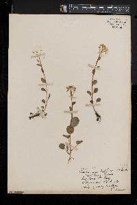 Cardamine bulbosa image