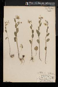 Cardamine bulbosa image