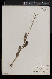 Cardamine bulbosa image