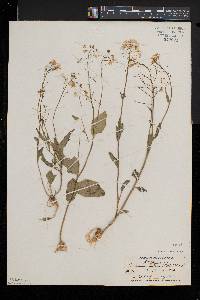 Cardamine bulbosa image