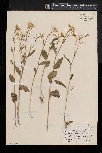 Cardamine bulbosa image