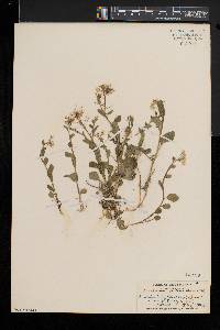 Cardamine bulbosa image