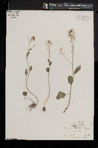 Cardamine bulbosa image