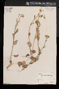 Cardamine bulbosa image