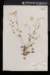 Cardamine bulbosa image