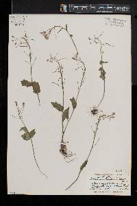 Cardamine douglassii image