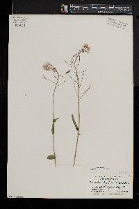 Cardamine douglassii image