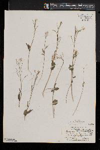 Cardamine douglassii image