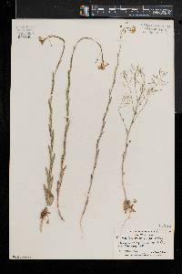 Camelina microcarpa image