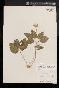 Cardamine diphylla image