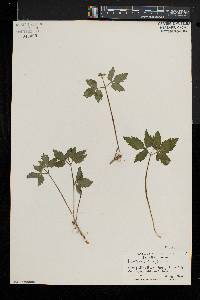 Cardamine diphylla image