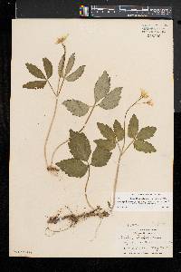 Cardamine diphylla image