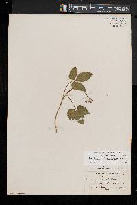 Cardamine diphylla image