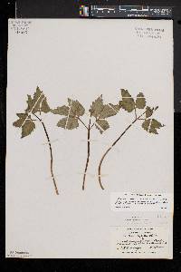 Cardamine diphylla image