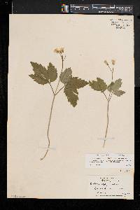 Cardamine diphylla image