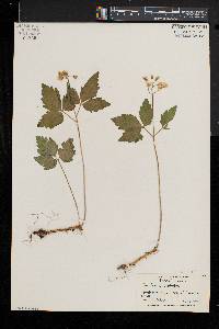 Cardamine diphylla image