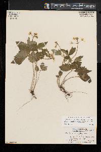 Cardamine diphylla image