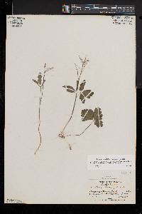 Cardamine angustata image