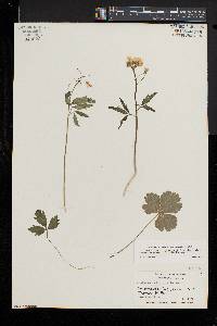 Cardamine angustata image