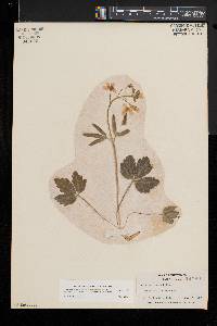 Cardamine angustata image