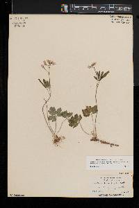 Cardamine angustata image