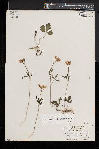 Cardamine angustata image