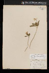 Cardamine diphylla image