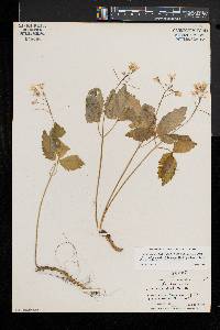 Cardamine diphylla image