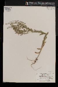 Lepidium campestre image