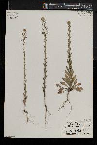 Lepidium campestre image