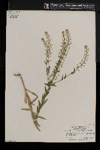 Lepidium campestre image