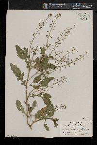 Rorippa palustris subsp. fernaldiana image