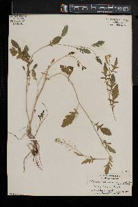 Rorippa palustris subsp. fernaldiana image