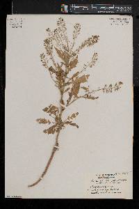 Rorippa palustris subsp. fernaldiana image