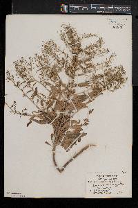 Rorippa palustris subsp. fernaldiana image