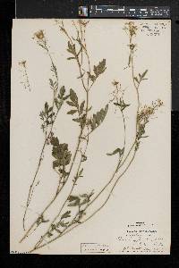 Rorippa sylvestris image