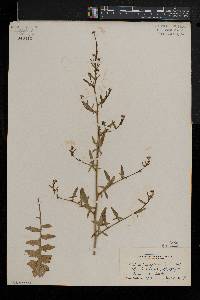 Sisymbrium officinale image