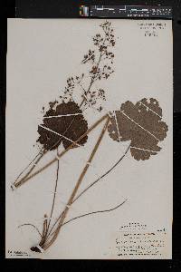 Heuchera americana image