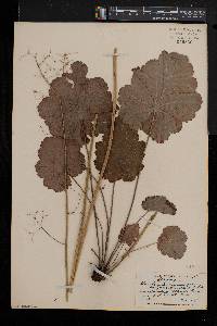 Heuchera americana image