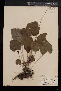 Heuchera americana image